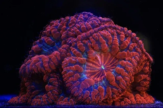 Expoziția „World Unseen”, dedicată coralilor și conservării recifelor, se deschide la Muzeul Geologic Național